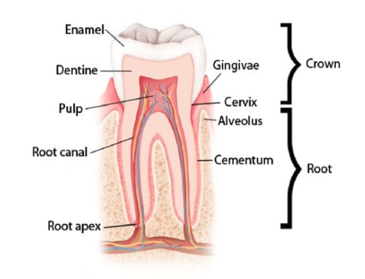Tooth anatomy image 